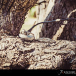 Ellisras Wedding Photography by JC Crafford