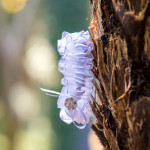 Galagos wedding photography in Pretoria by JC Crafford Photography