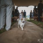 JC Crafford Photo and Video wedding photography at a game farm near Modimolle JC