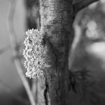 JC Crafford Photo and Video wedding Photography at Avianto RL