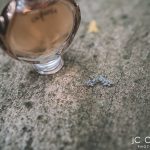 JC Crafford Photo and Video wedding photograhy at gecko Ridge in Pretoria VL